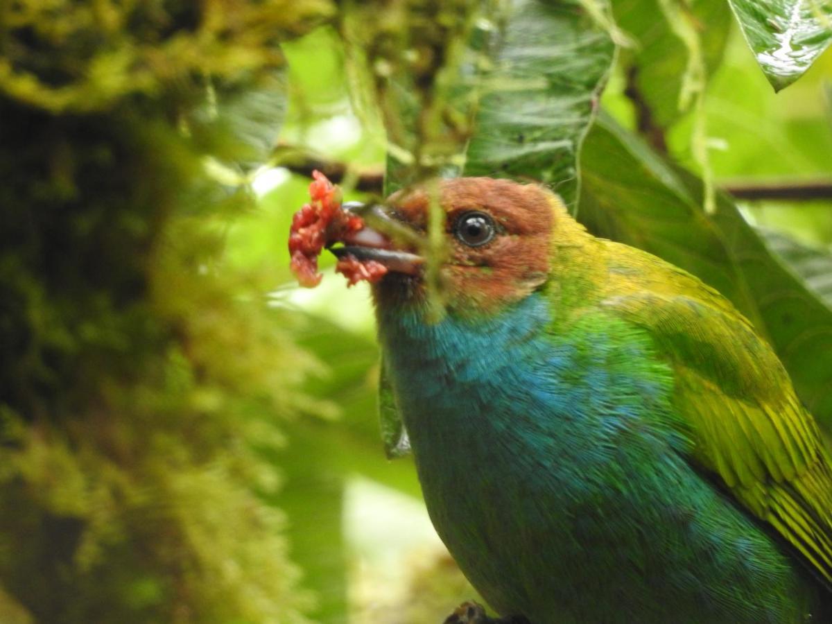 Bio Hotel Mindo Cloud Forest Exterior foto